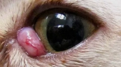 Третій повіки в кіт: причини, симптоми та лікування